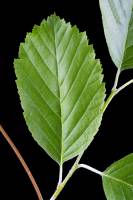 Charme - feuille face supérieure (Carpinus betulus)